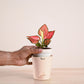 Aglaonema Pink Beauty Plant with Self-Watering Pot