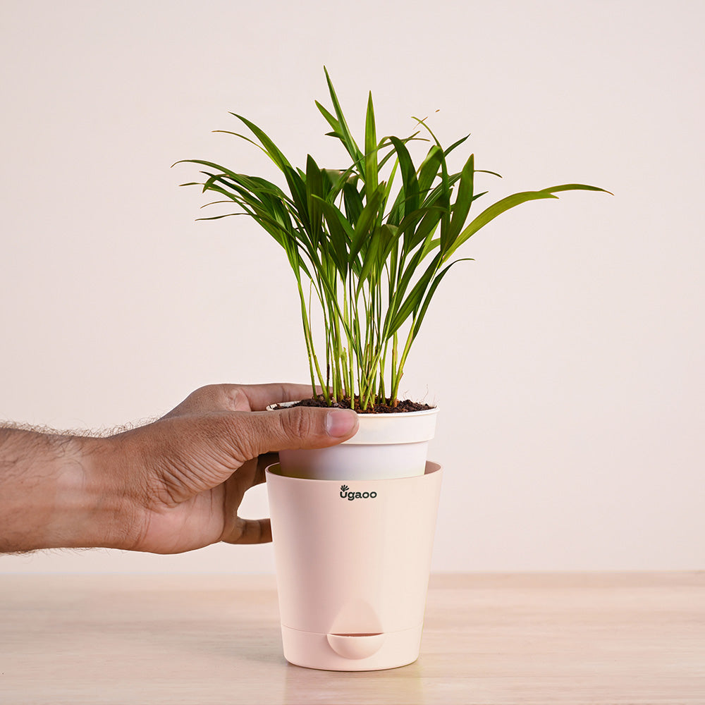 Areca Palm Plant with Self Watering Pot