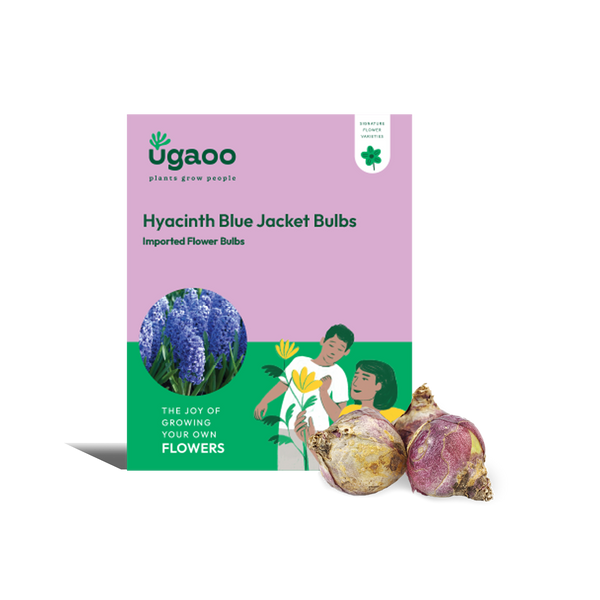 Hyacinth Blue Jacket Bulbs