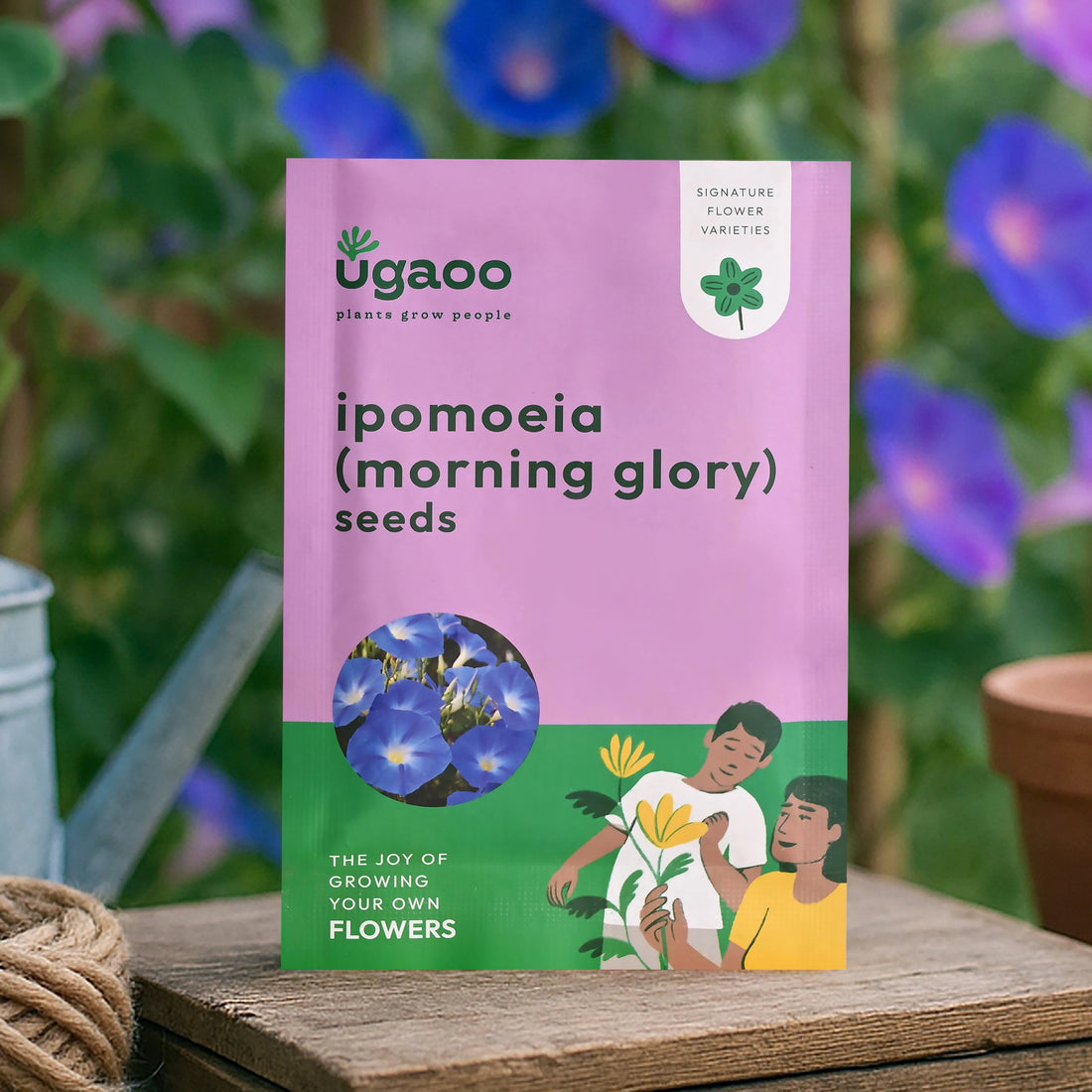 Ipomoea Morning Glory Seeds