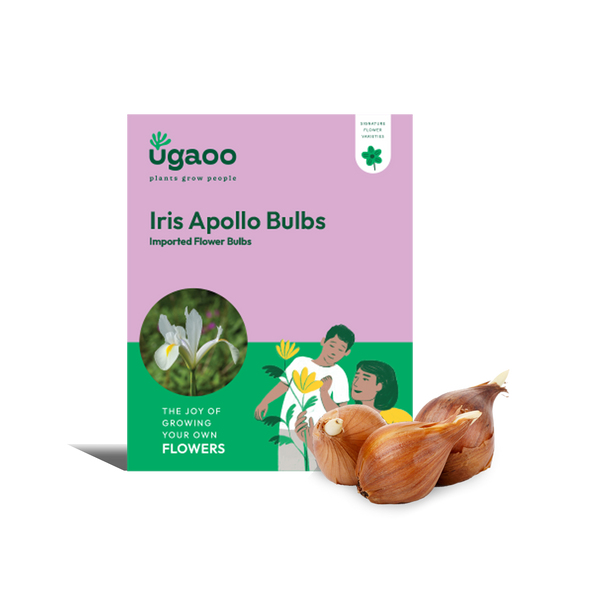Iris Apollo Bulbs