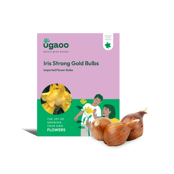 Iris Strong Gold Bulbs