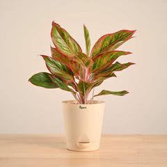 Aglaonema Red Plant