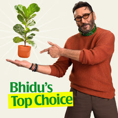 Fiddle Leaf Fig Plant