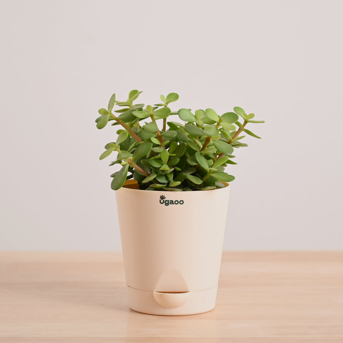 Jade Mini  Corporate Branding Edition