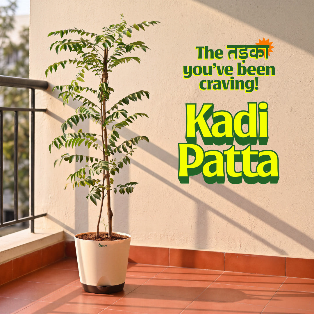 Kadi Patta