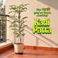 Kadi Patta