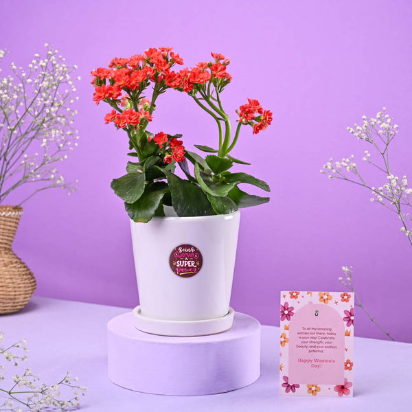 Kalanchoe Red in ceramic pot Women's Day Gift