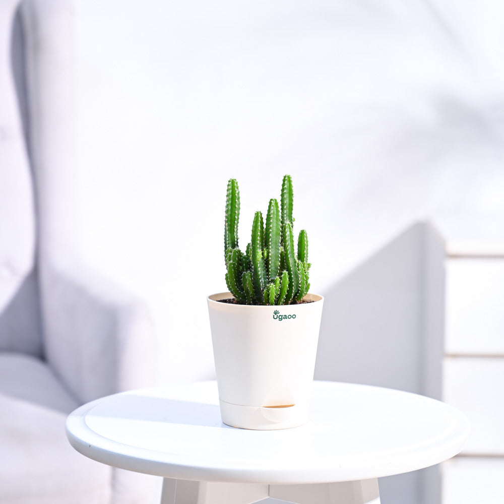 Cactus_Plant__Elongated_NUPL0186KIY_Ivory