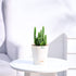 Cactus_Plant__Elongated_NUPL0186KIY_Ivory
