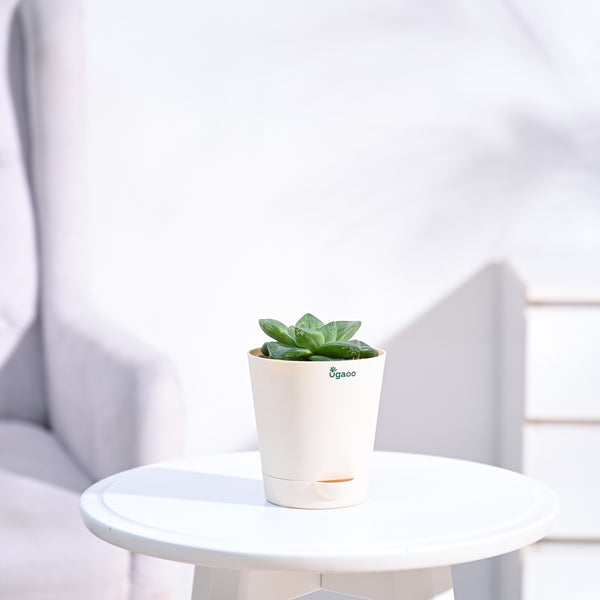 Haworthia_Cymbiformis_Plant_NUPL0384KIY_Ivory