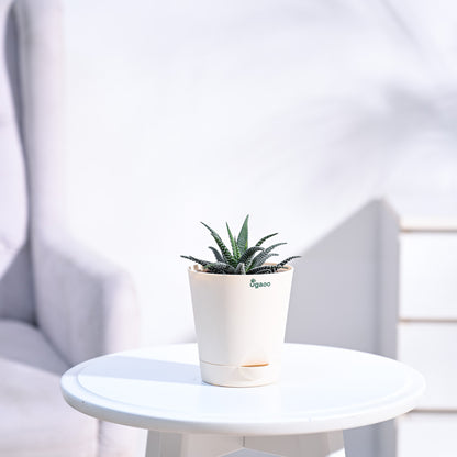 Haworthia_Fasciata_Plant_NUPL0381KIY_Ivory