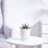 Haworthia_Fasciata_Plant_NUPL0381KIY_Ivory