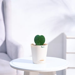 Heart Hoya Plant
