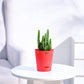 Cactus_Plant__Elongated_NUPL0186KRD_Red