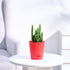 Cactus_Plant__Elongated_NUPL0186KRD_Red