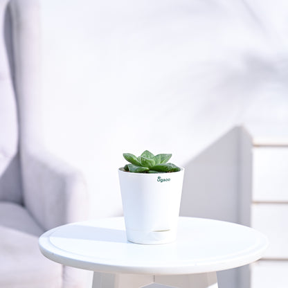 Haworthia_Cymbiformis_Plant_NUPL0384KWT_White