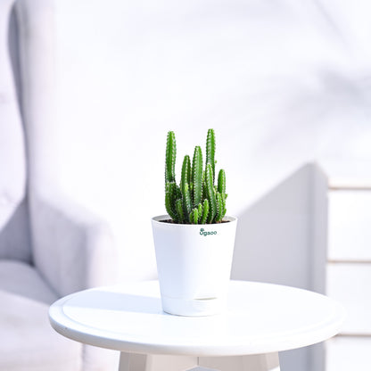 Cactus_Plant__Elongated_NUPL0186KWT_White