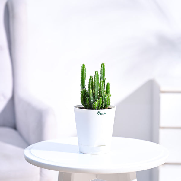 Cactus_Plant__Elongated_NUPL0186KWT_White