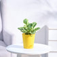 Peperomia_Variegated_Plant_NUPL0057KYL_Yellow
