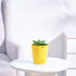 Haworthia_Cymbiformis_Plant_NUPL0384KYL_Yellow