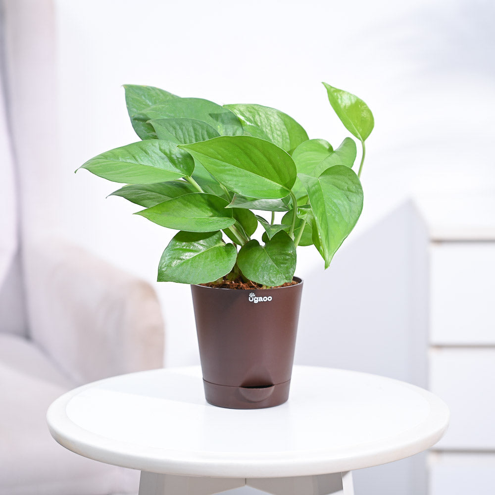 money plant online_NUPL0017KBN