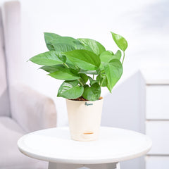 Money Plant Green