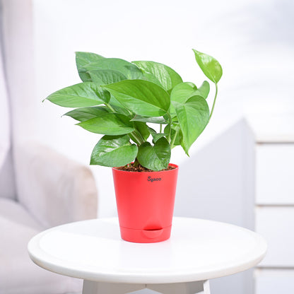 money plant online_NUPL0017KRD