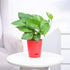 money plant online_NUPL0017KRD