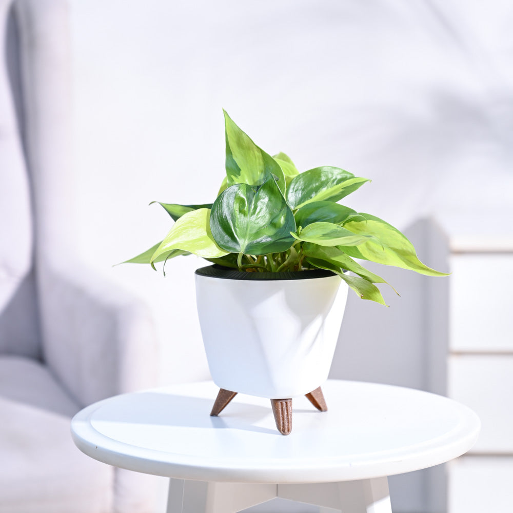 Philodendron_Brasil_Plant_NUPL0457LWT_White