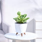 Peperomia_Variegated_Plant_NUPL0057LWT_White