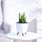 Cactus_Plant__Elongated_NUPL0186LWT_White
