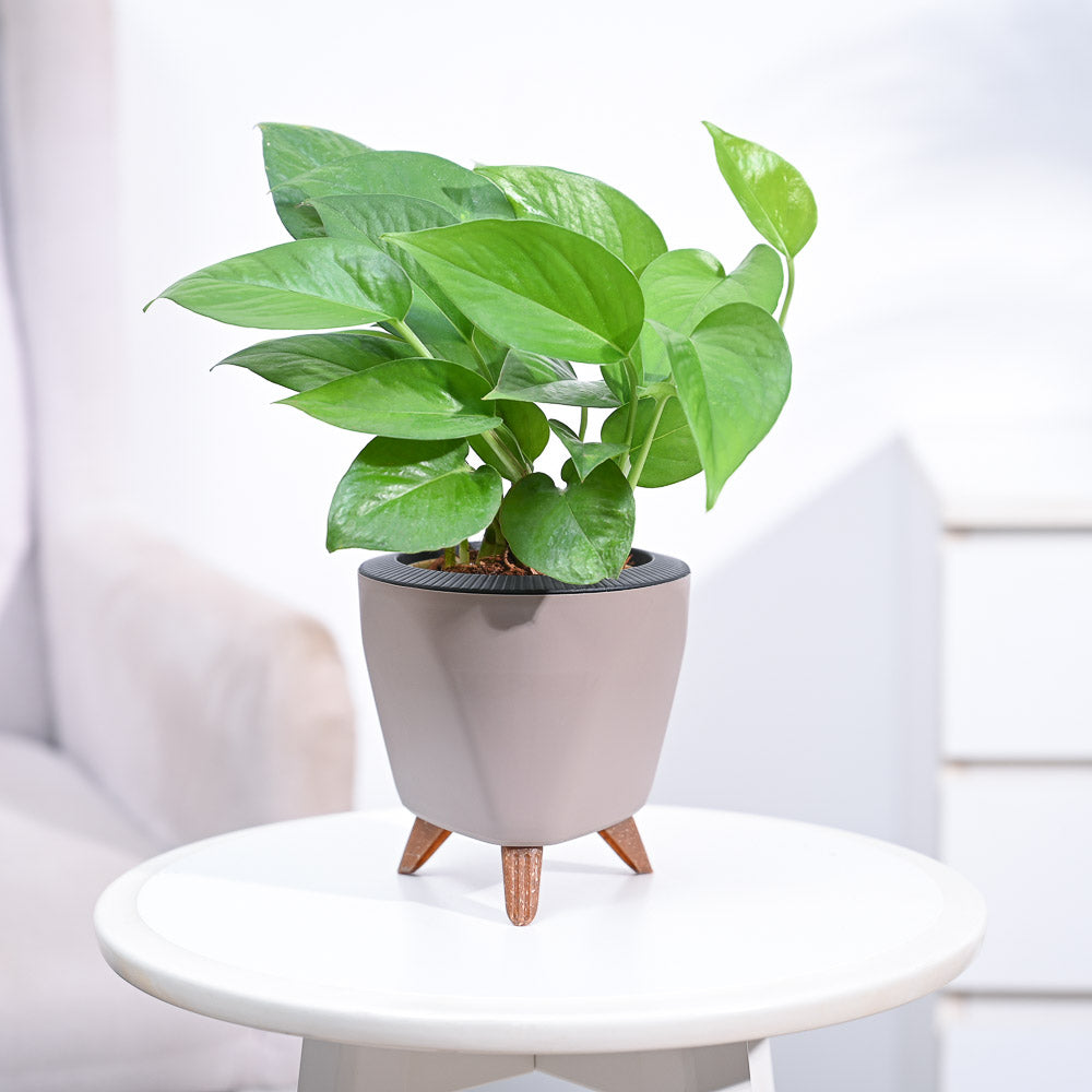 money plants for home_NUPL0017LMC