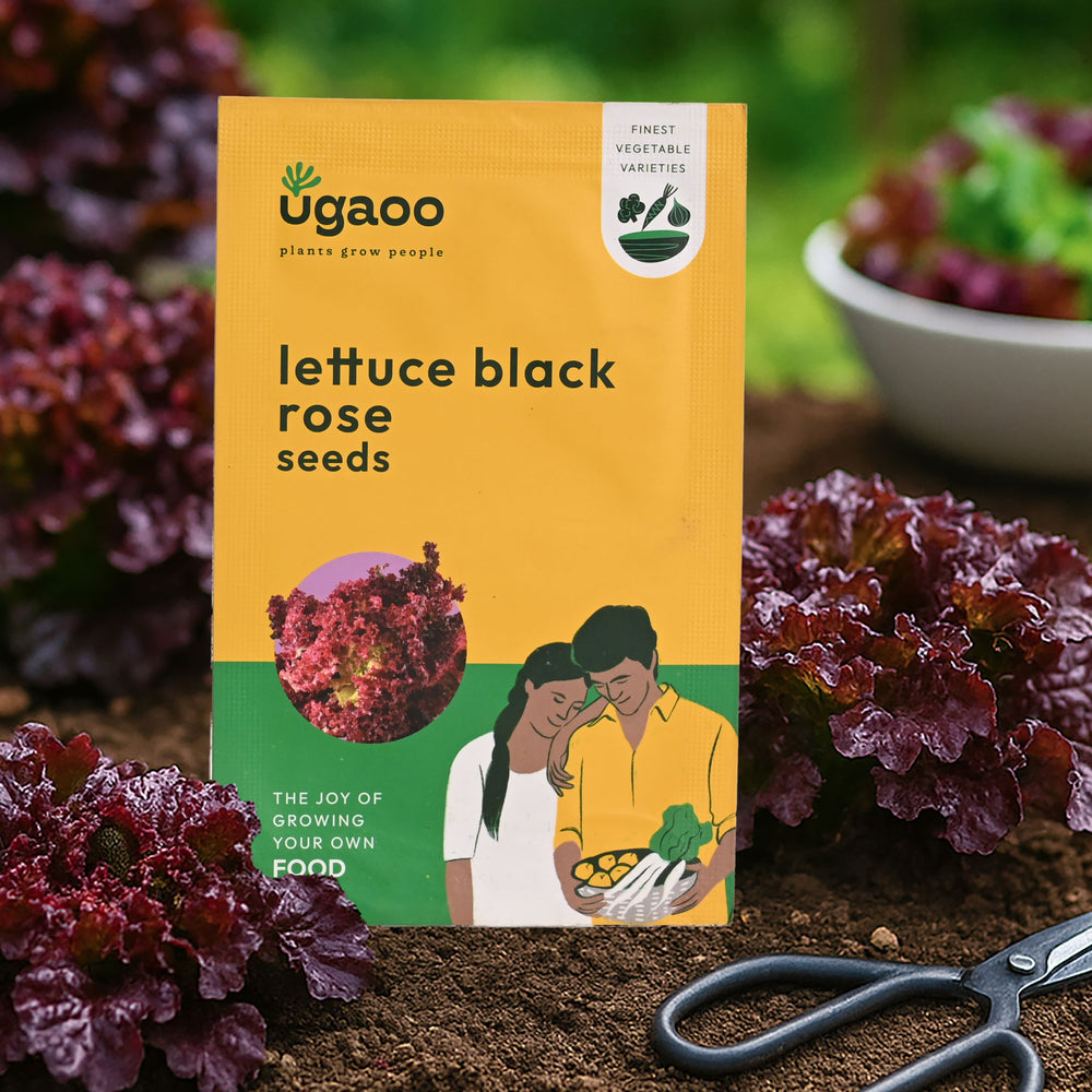 black rose seed Lettuce Black Rose Seeds – Ugaoo