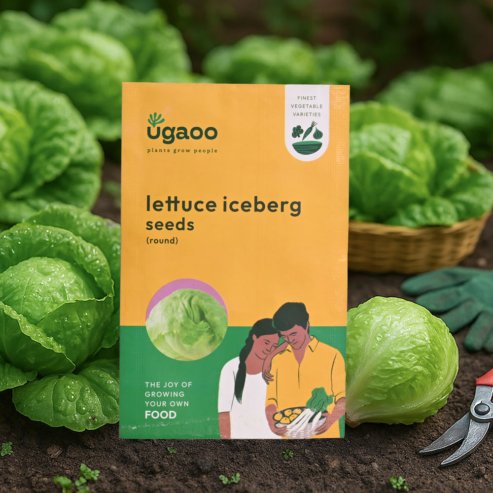 Lettuce Iceberg Seeds (Round)