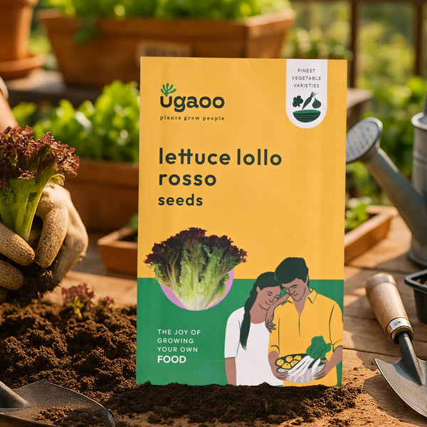 Lettuce Lollo Rosso Seeds