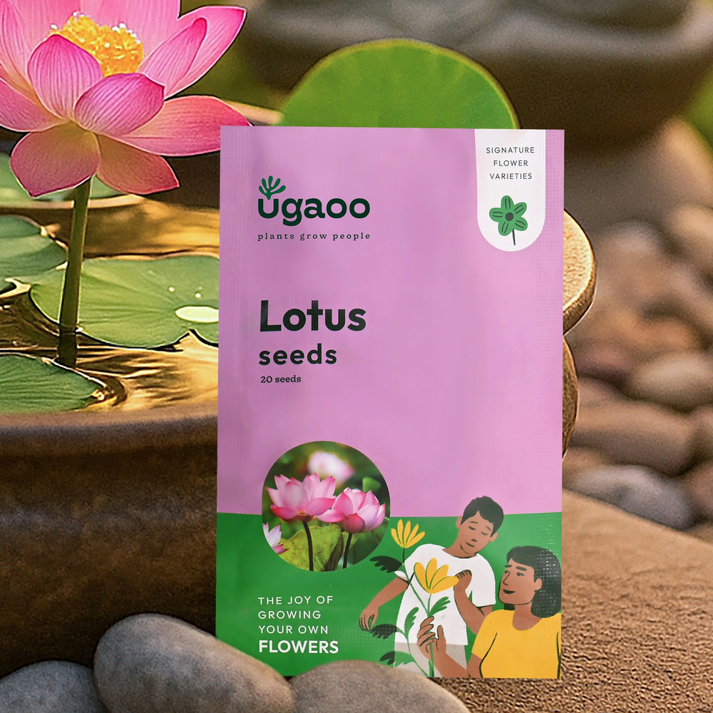 lotus flower seeds near me Lotus Seeds – Ugaoo