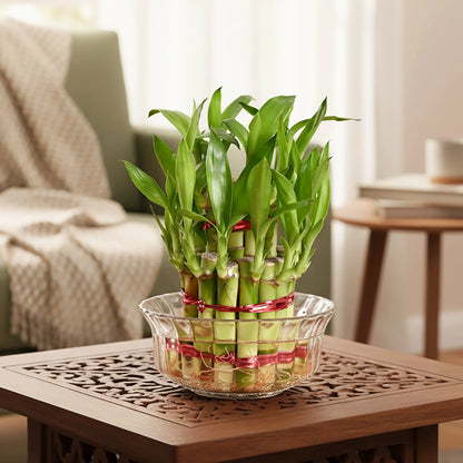 Lucky Bamboo Plant - 2 Layer