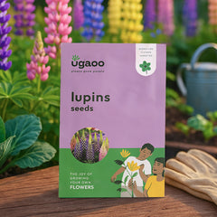 Lupins Seeds