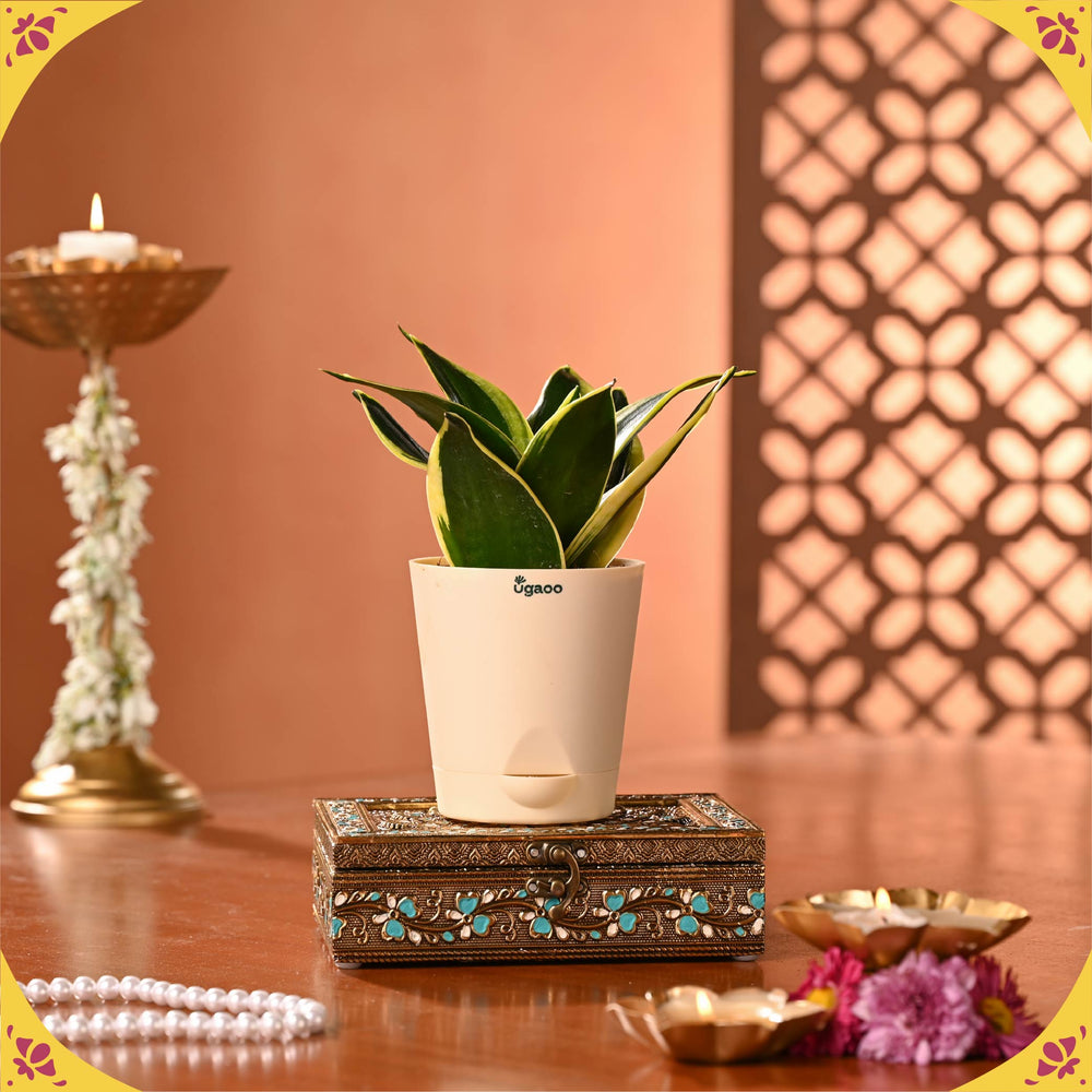 Roop Diwali Hamper