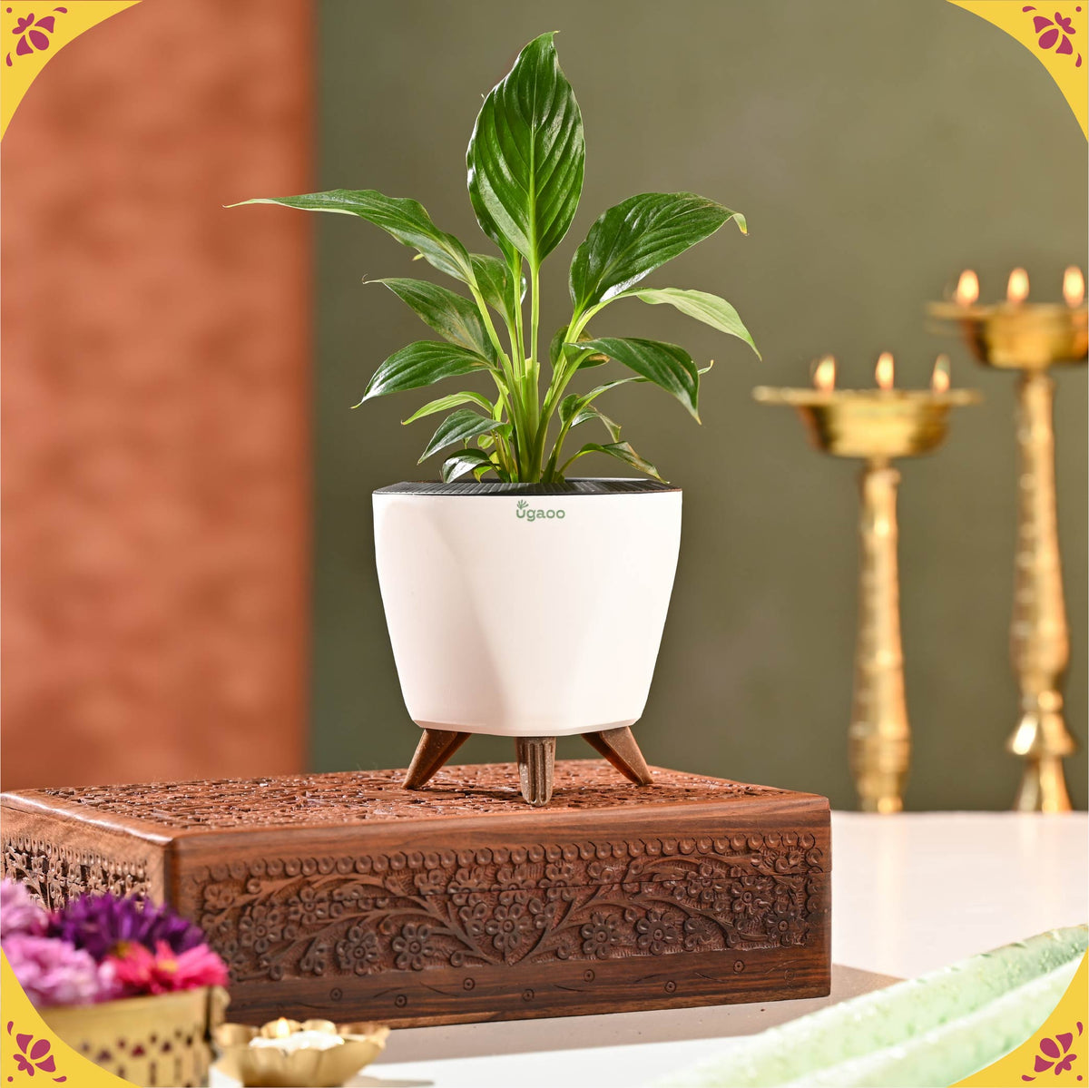 Gul Diwali Hamper