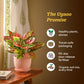 NUPL0204,NUPL0204KIY,NUPL0204KRD,NUPL0204KWT,NUPL0204YRW,NUPL0204YRM,NUPL0204YRT,NUPL0204AWG,NUPL0204AGG,NUPL0204AGM,NUPL0204DWG,NUPL0204PGC,NUPL0204PGM,NUPL0204GPC,NUPL0204GWT,NUPL0204FWT,NUPL0204FDR