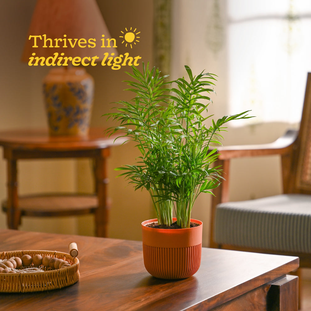 Bamboo Palm Plant
