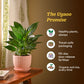 NUPL0475, NUPL0475KIY, NUPL0475KYL, NUPL0475KBN, NUPL0475GPC, NUPL0475AWG, NUPL0475AGG, NUPL0475PWG, NUPL0475YRW, NUPL0475YRM, NUPL0475YRT, NUPL0475RWT, NUPL0475RGY, NUPL0475FWT, NUPL0475FDR, NUPL0475PGG, NUPL0475AMG
