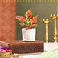Meethi Yaadein Gift Box: Jashn