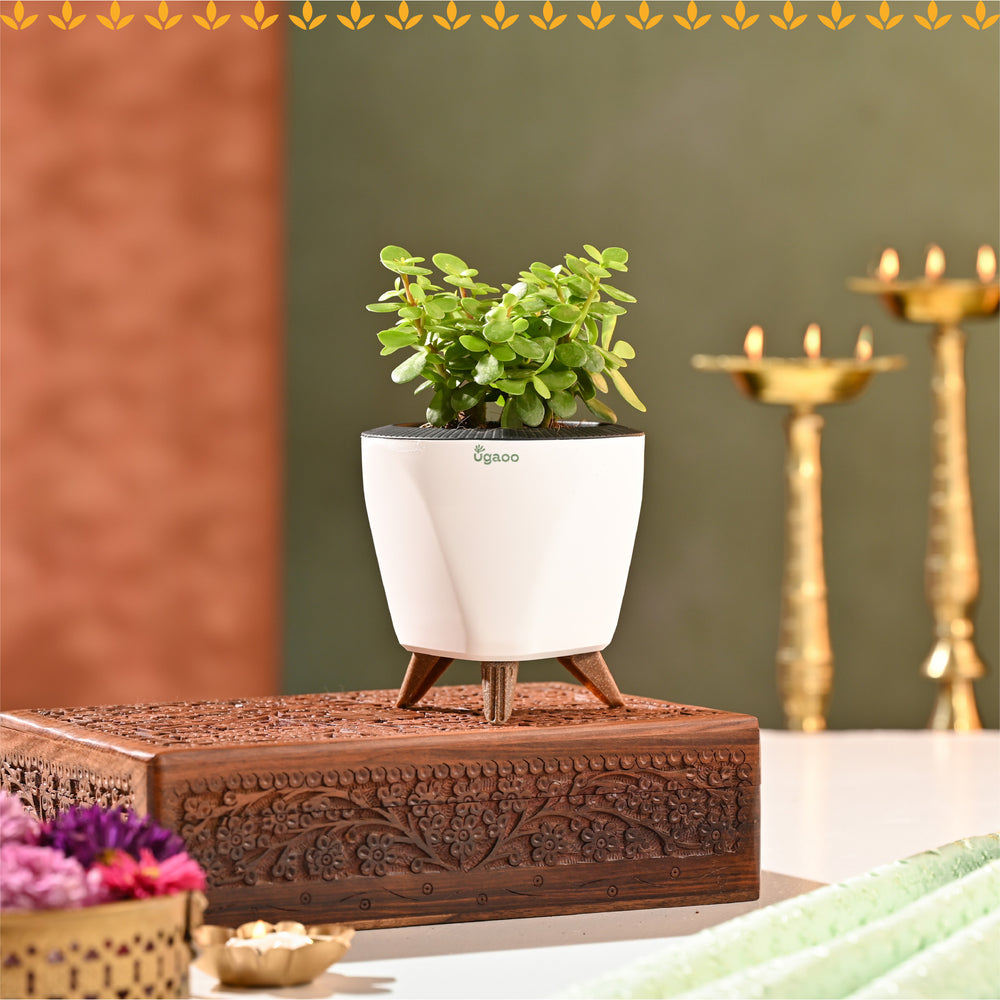 Meethi Yaadein Gift Box: Riwaaz