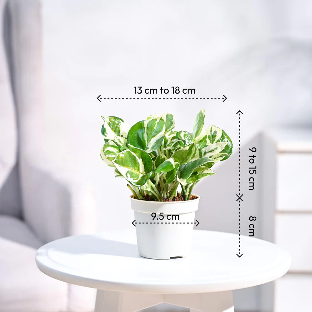 lucky money plant picture Buy Lucky Money Plant N'Joy online in India from Ugaoo