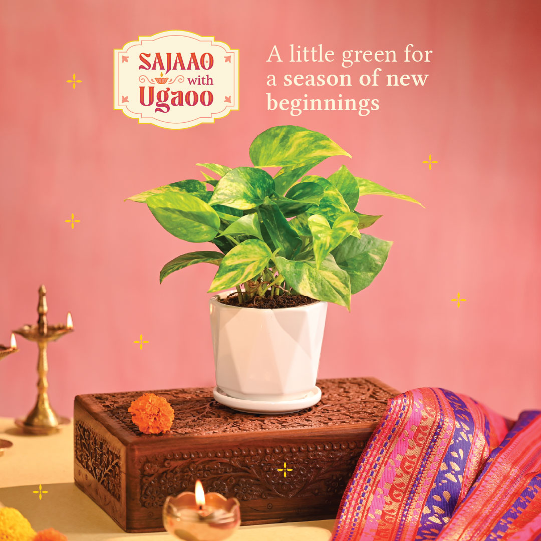 Money Plant Variegated - Diwali Edition