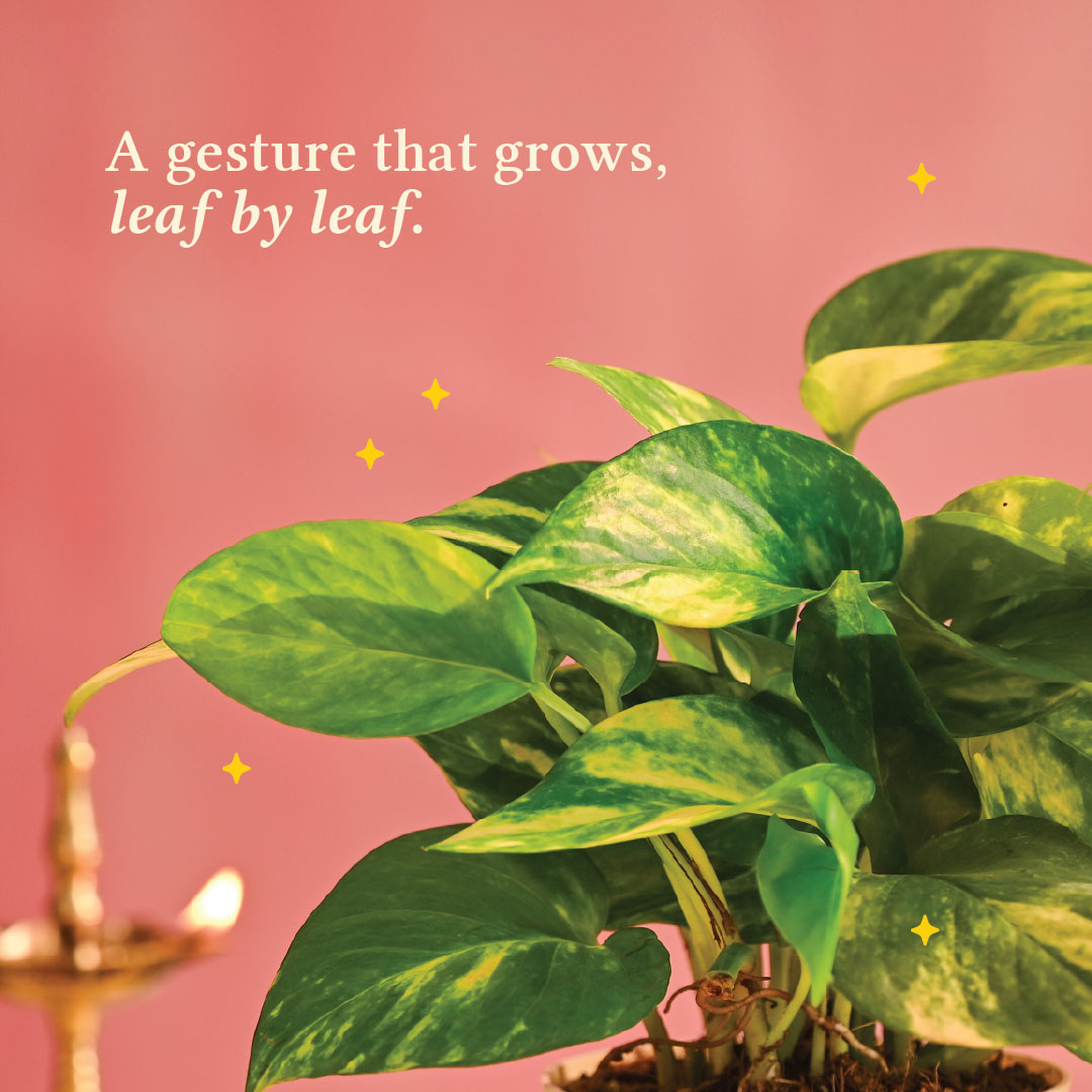 Money Plant Variegated - Diwali Edition