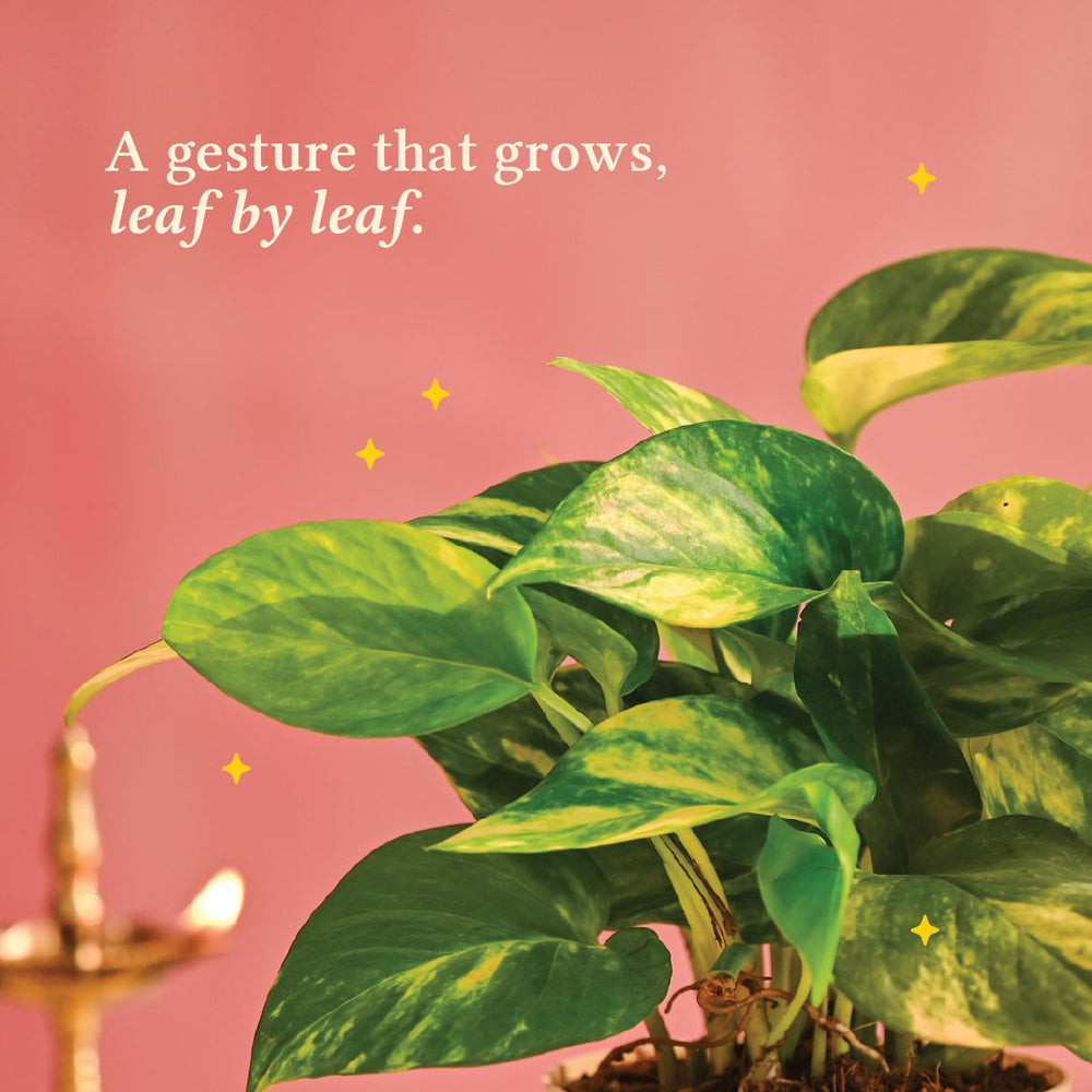 Money Plant Variegated - Diwali Edition